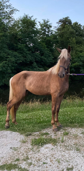 15.2 Hand 3 Year Old Chocolate Filly for sale