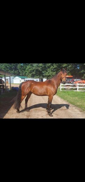 Starfires Mercury a Georgian Grande 16 hands gelding for sale