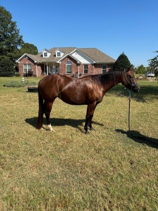 2021 AQHA Bay Filly • 14.3 h • Sired by LIL TRUMP CAT for sale