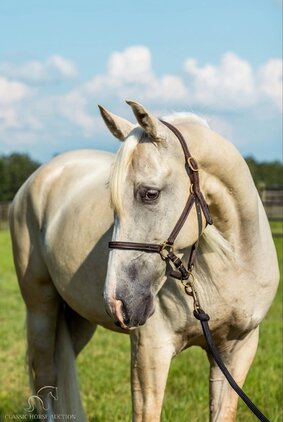 MCCURDY NECK REIN GUNFIRE REGISTERED TENNESSEE WALKING HORSE for sale