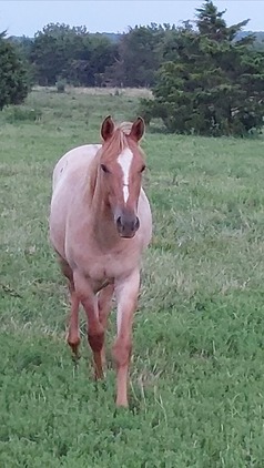 AQHA Dun Roan Yearling Filly "Belle" for sale