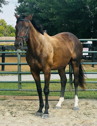 17 hand stunne Bay Thoroughbred gelding for sale