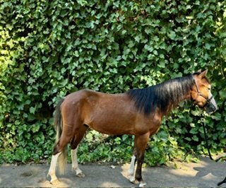 Beautiful paint Mountain Welsh pony for sale