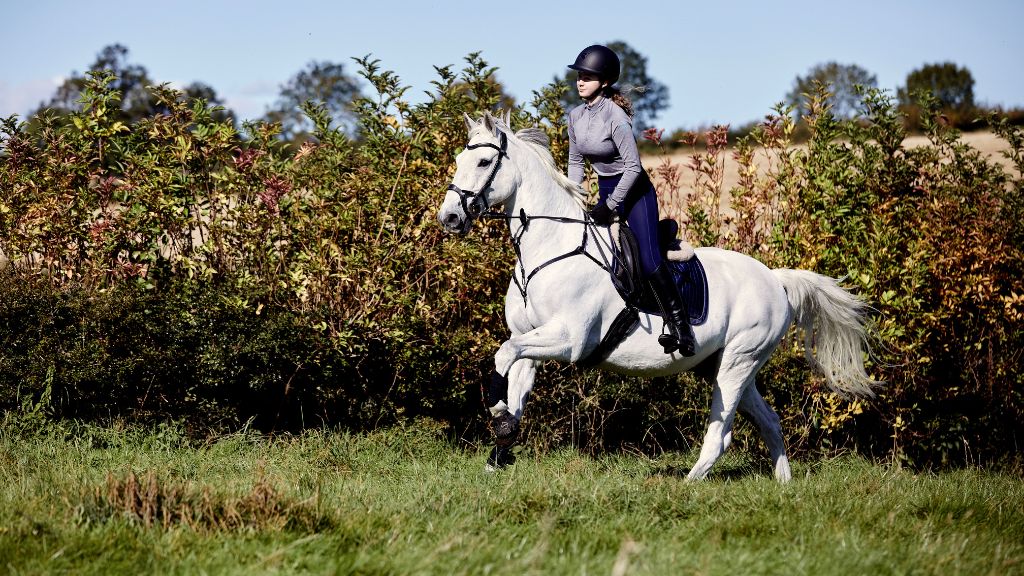 Understanding Horse Public Liability Insurance For Horse Riders