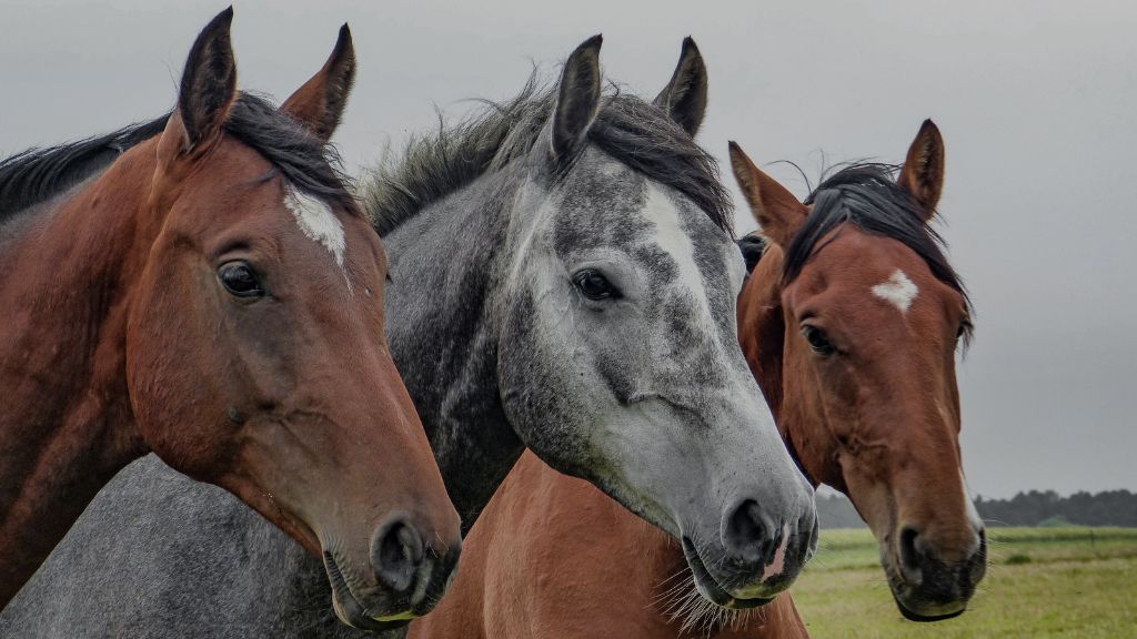 Understanding the limitations of a horse’s sight