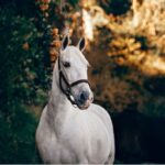 Beat the heat: 5 ways to keep your horse cool this summer