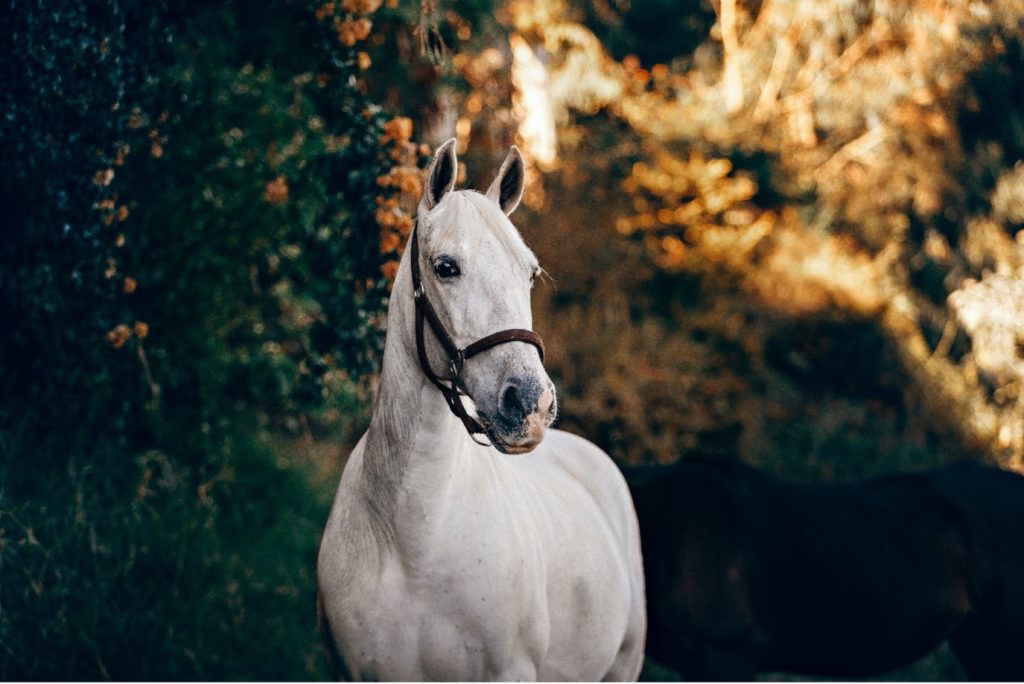 Beat the heat: 5 ways to keep your horse cool this summer