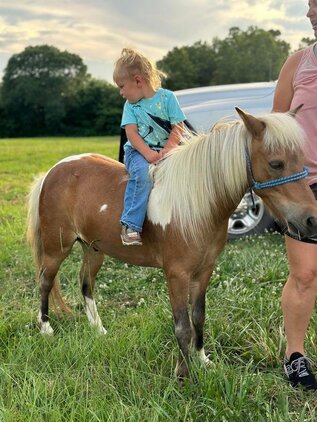 “Uno” 10 Yr old 37 Inches Sorrel And White Paint Pony Gelding!